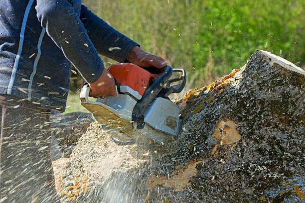 Bee Ridge, FL  Tree Services Company